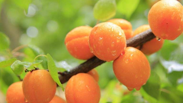 The Magic of Apricot Fruit – Benefits and Side Effects