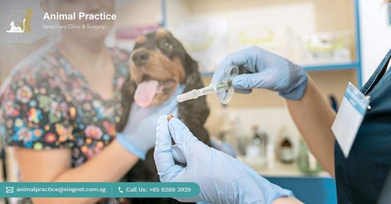 Know The Significance of Pet Vaccinations In Great Details