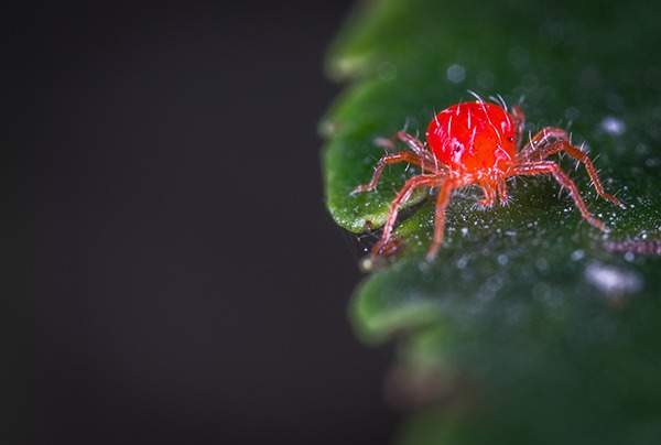 Spider mites and its prevention approaches