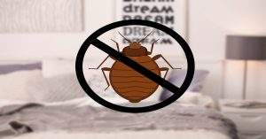 Bed Bug Exterminator in Springfield