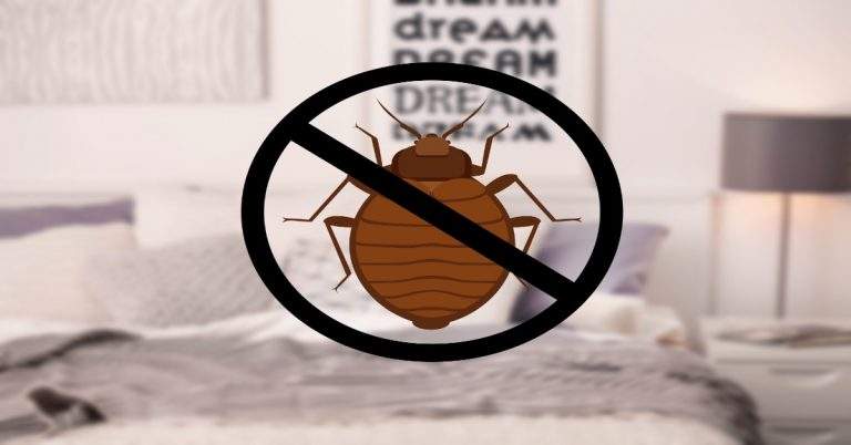 How A Professional Service Facilitate You To Get Rid Of The Irritating Bed Bugs?