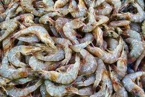 Facts About Shrimps