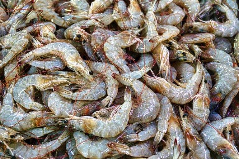 DID YOU KNOW? 10 Interesting Facts About Shrimps