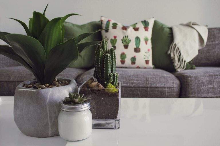 6 Types of Indoor Cactus Plants for Indoors with Useful Tips