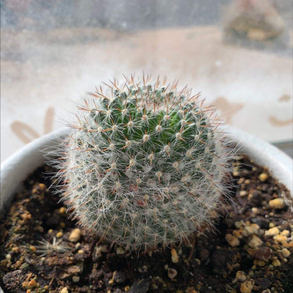 old lady cactus plant